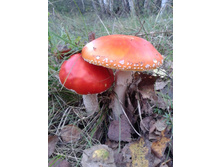 ����� ��������� 01.jpg