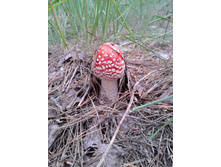 ����� ��������� 02.jpg