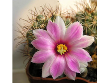 Mammillaria schumannii 04.08.2010