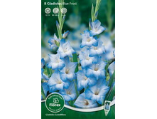 4185298.Gladiolus_Krupnocvetkoviy_Blu_Frost_85-0_v_upak._10st.jpg