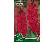 4185301.Gladiolus_Krupnocvetkoviy_Karakas_77-5_v_upak._8st.jpg