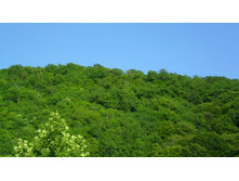 ������ ������ ����