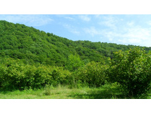 ��������� ���