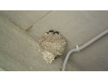 ���� �����