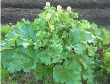 ������ ����������