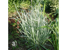 ������� ������������*)