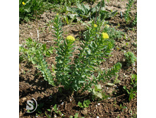 ������� �������, ������� ������+)