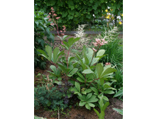 ��������� �������� �������*)