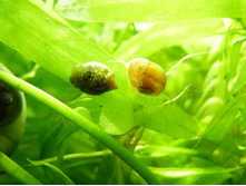 ���� � �������.