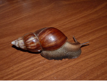 ������� ������.