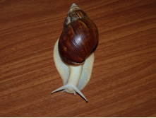 ������� ������ �����������.