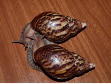 ����������� �������.