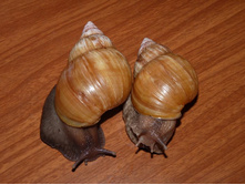 ������� ������ ������ �������.