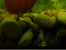 ������� ���������