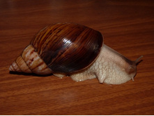 ������� ���������� ���. �������.