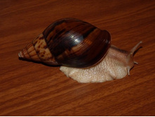 ������� ���������� ���. �������.