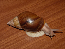 ������� ���������� ���. �������.