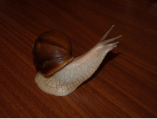 ������. )