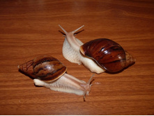 � ���  ���� ��������.