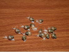 ������� ������� ������ �����������. ������� 1 �����.