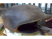 �������...