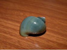 ������� ���������.