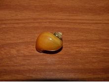 ������ ���������.