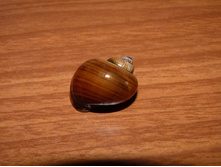 ���������� ���������.