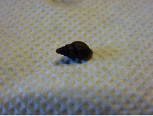 ������� ����������.