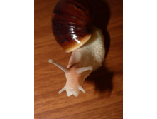 �������. )