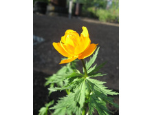 Rotation of ����������� 049.jpg