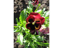 ������� ������