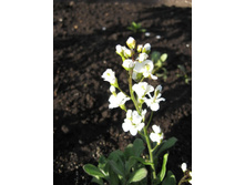 Rotation of ����������� 035.jpg