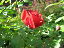 ���� ���������