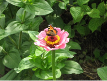 ������� �� �����