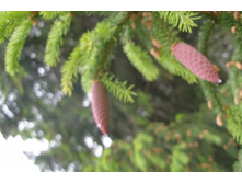 ������ �������