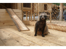 ����������� ������