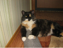 ����� ���n� �������� ������...