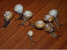 ������������� ������. ���������� �� �������.