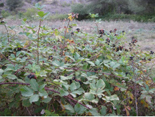 ������� ���������...