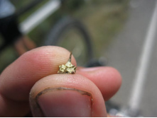 ��� ��� ������� �������� � ����� ��� 50 �������� �����