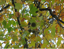 ����� ����-������