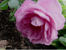 ������ �����