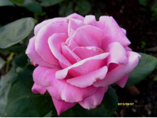 ��� ������