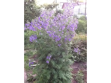 ������ ������� ������*)