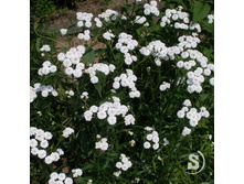 ������������� ����� ������*)