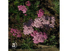 ���. �����.���������*)