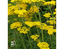 �������������� ������������*)