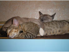 �� �����