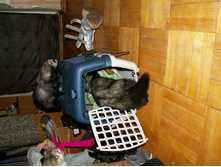 ���-�, �� � ��� ���?